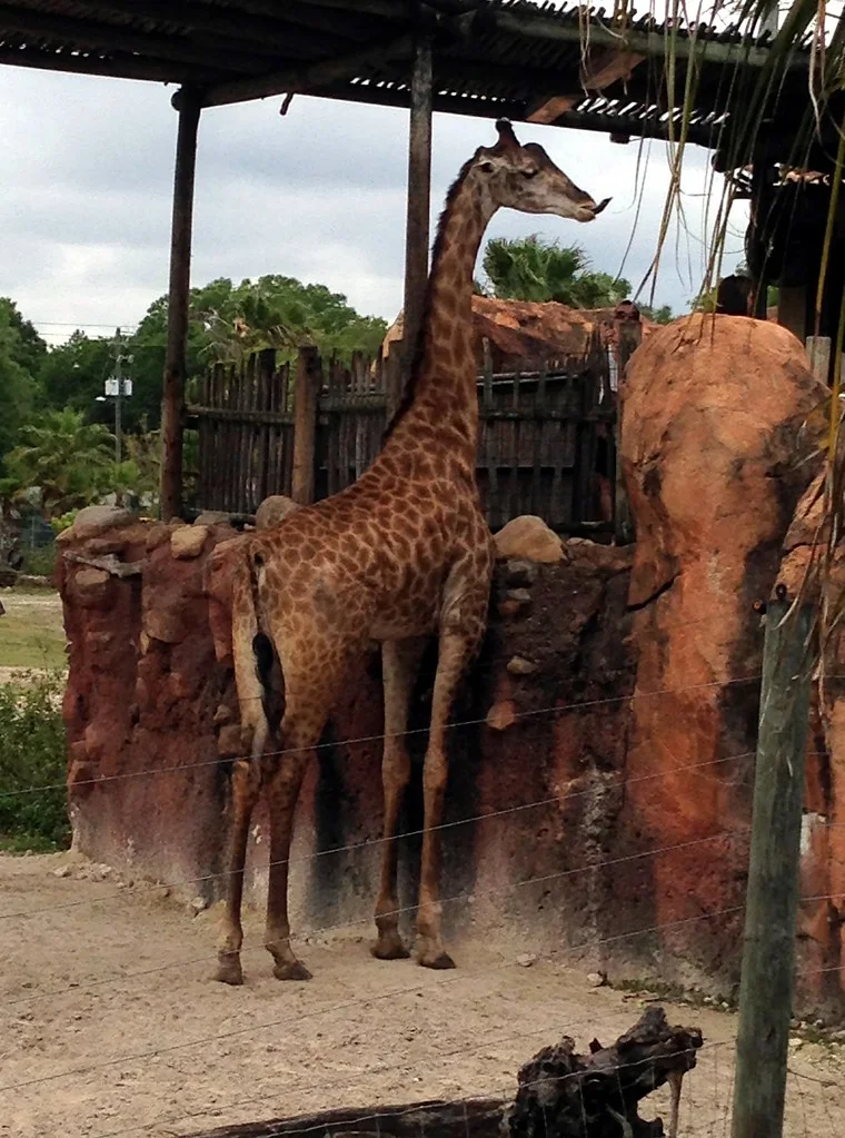 Tampa - Lowry Park Zoo - Safari Africa - Giraffe (2)
