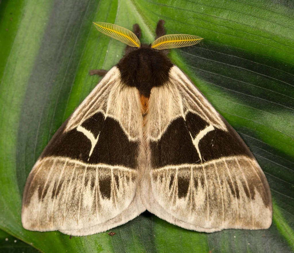Böcek Makro 2