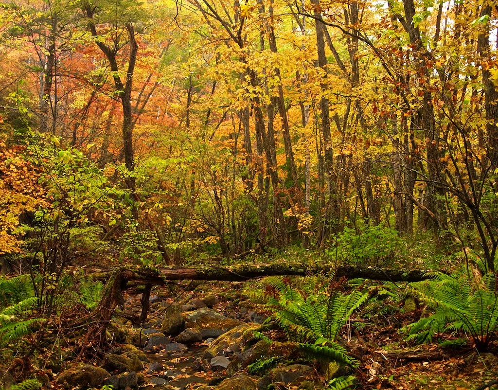 Autumn Forest