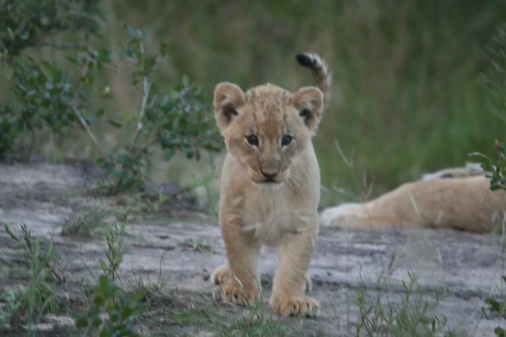 Baby lion