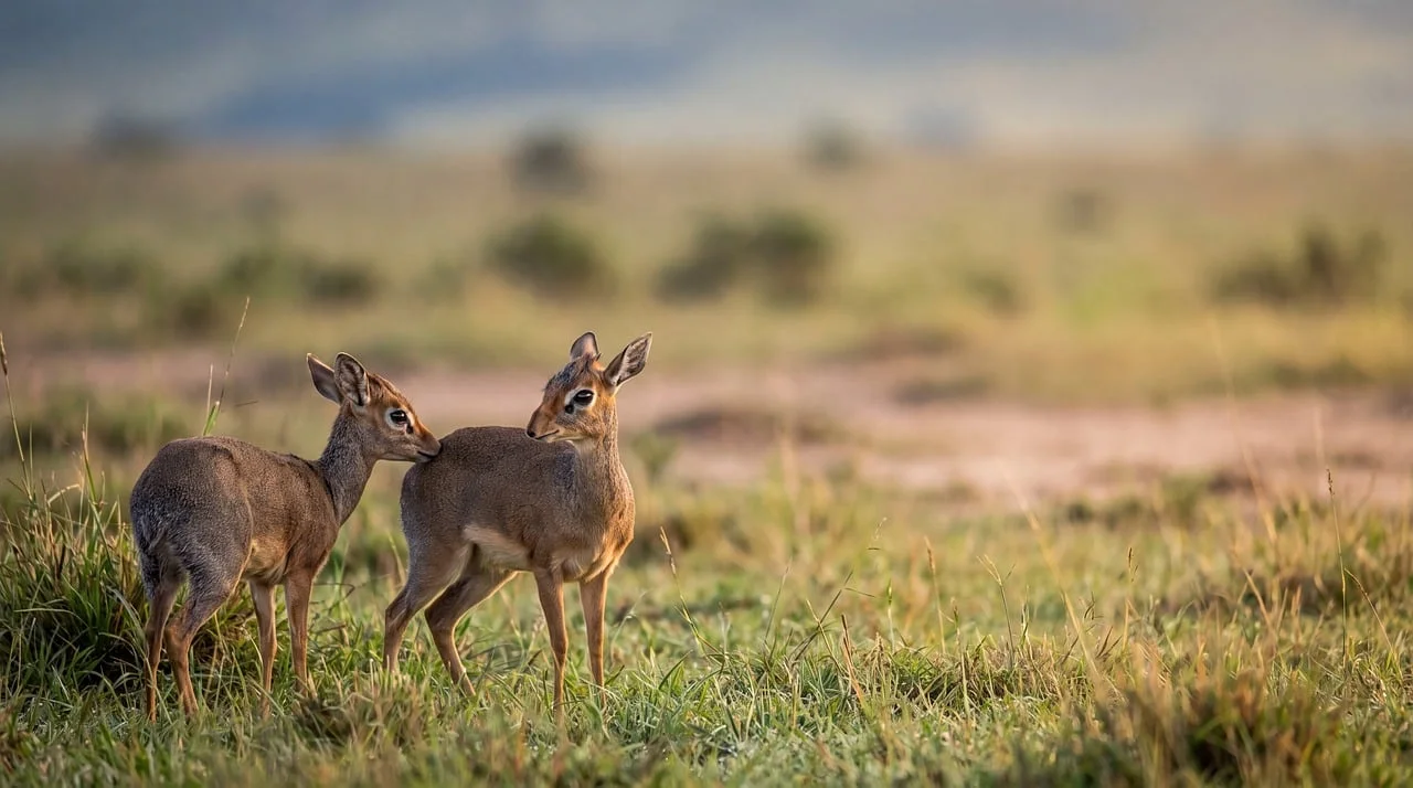 Afrika Safari 3