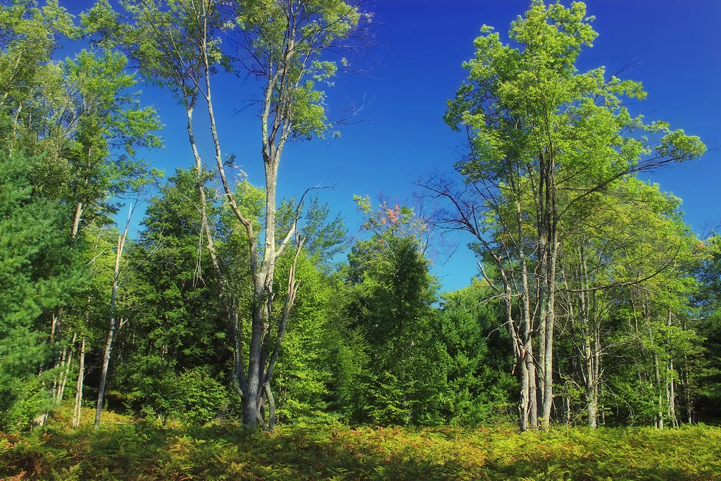 Reynolds Spring Natural Area (9)