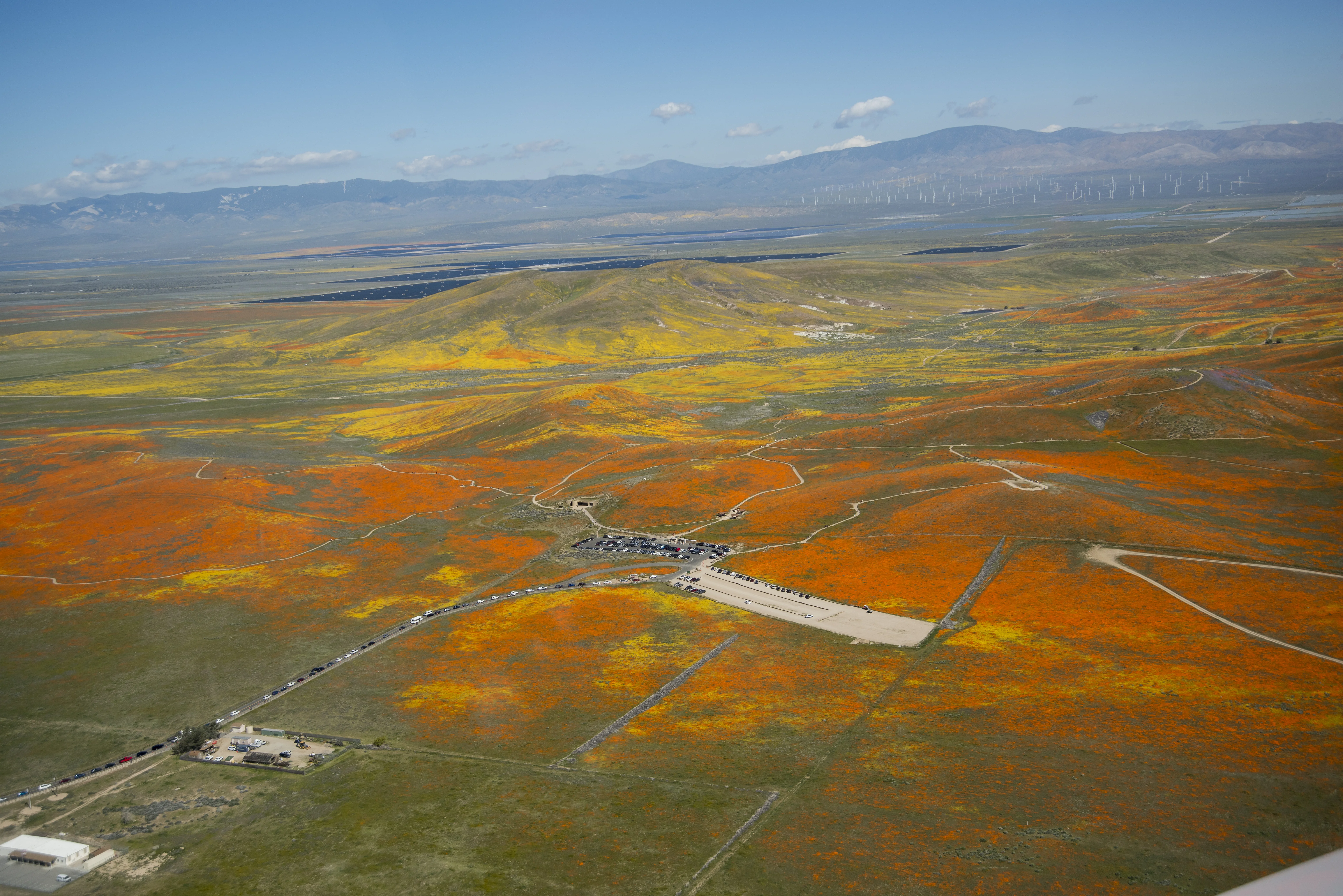 Rainy Winter Season Brings Abundance of Wildflowers and Poppies in Southern California’s Antelope Valley showing Poppy Reserve and solar panels are in the background.