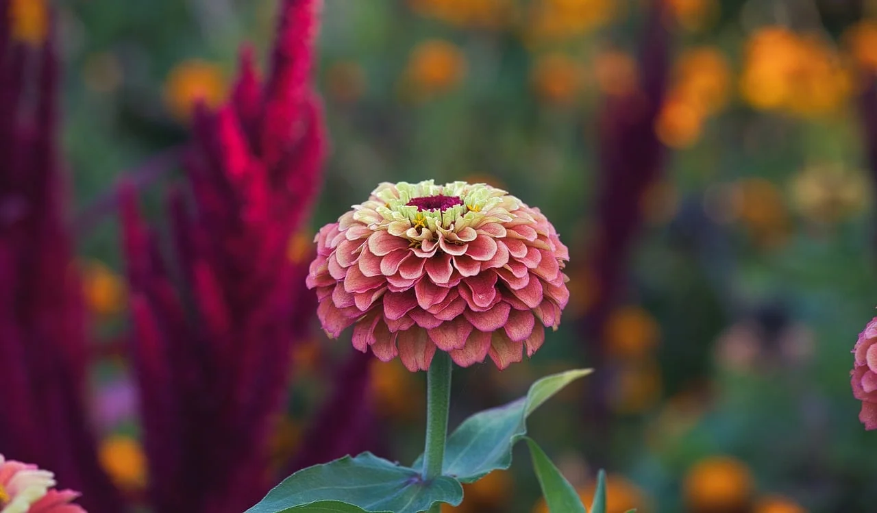 Bokeh Işık 4