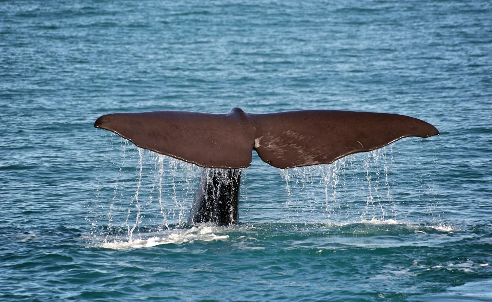 Whale Ocean