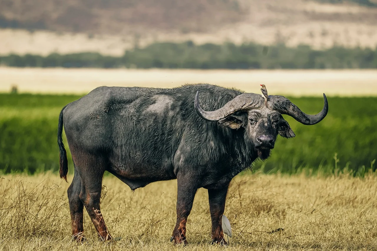 Afrika Safari