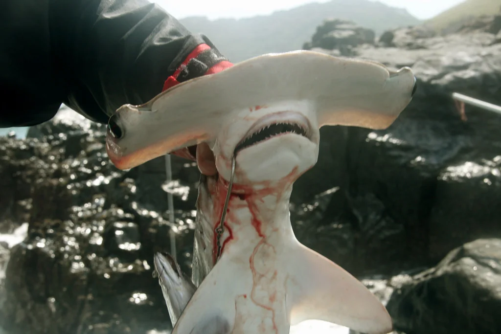 shark for beachcomber John