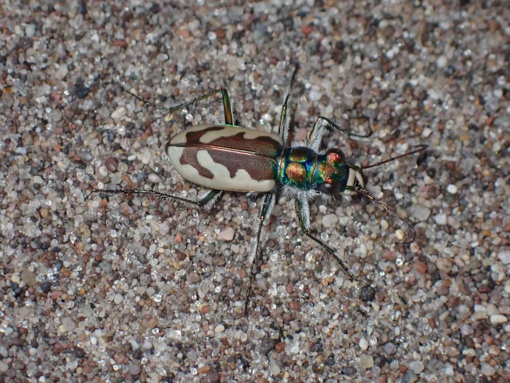 Kum Tepeleri 3