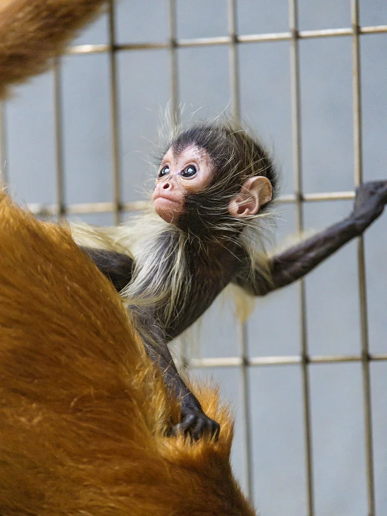 Cute spider monkey baby