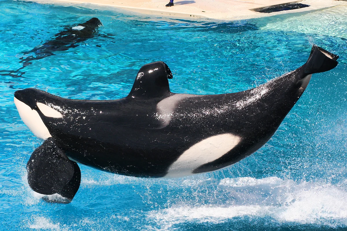 Killer whales @ Ocean Show (8783294977)