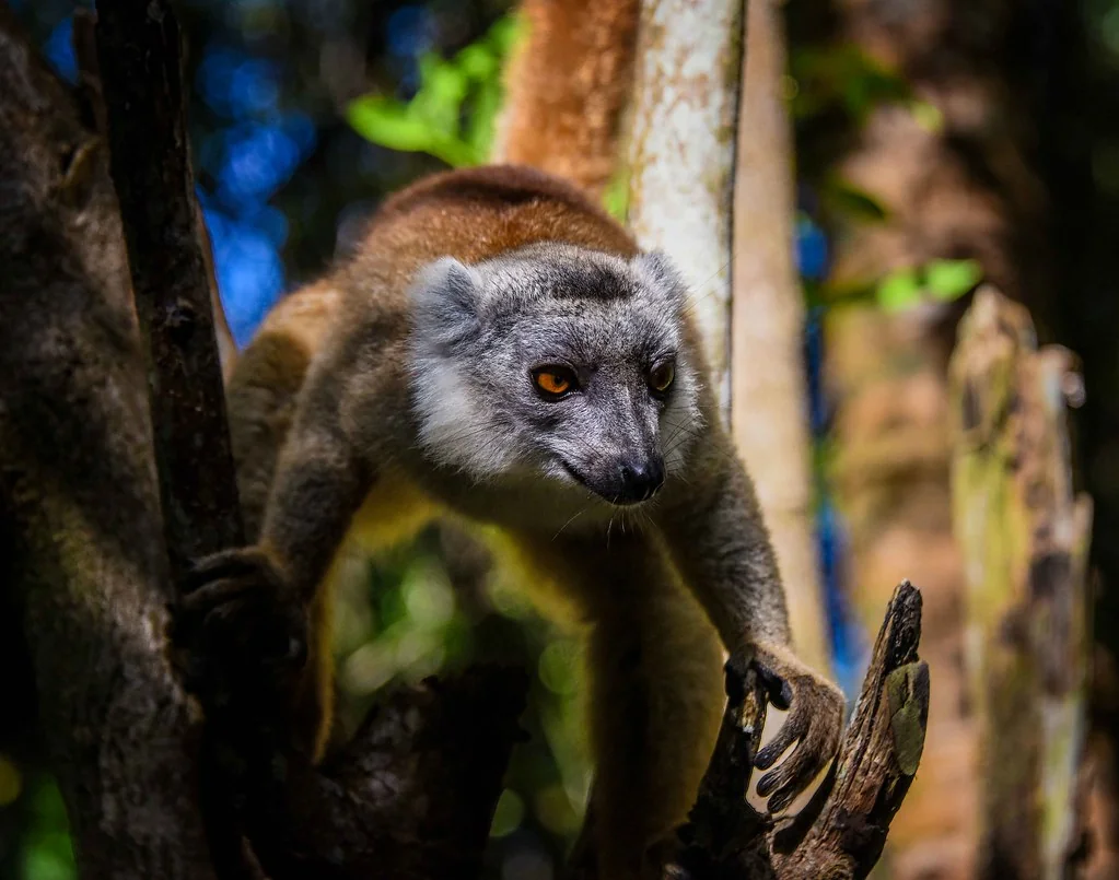 Lemur (explore)