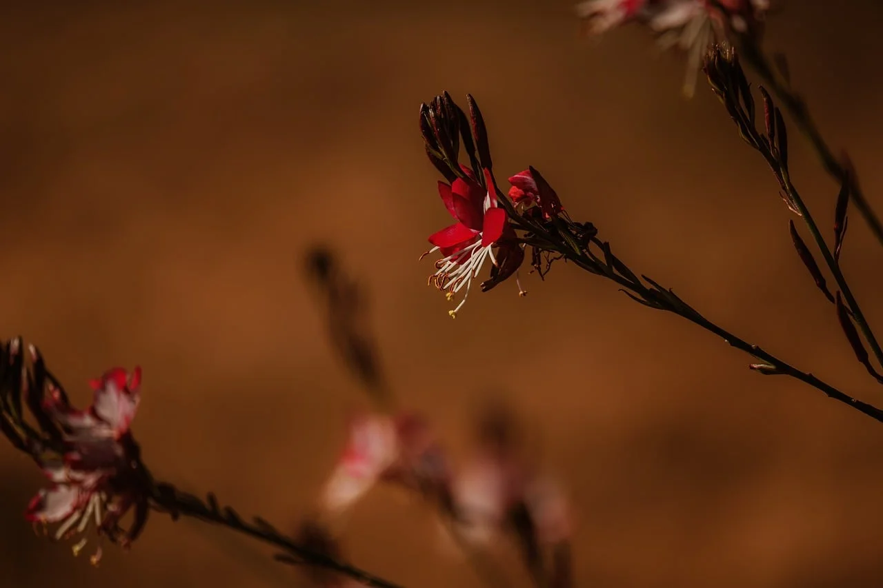 Bokeh Portre 3