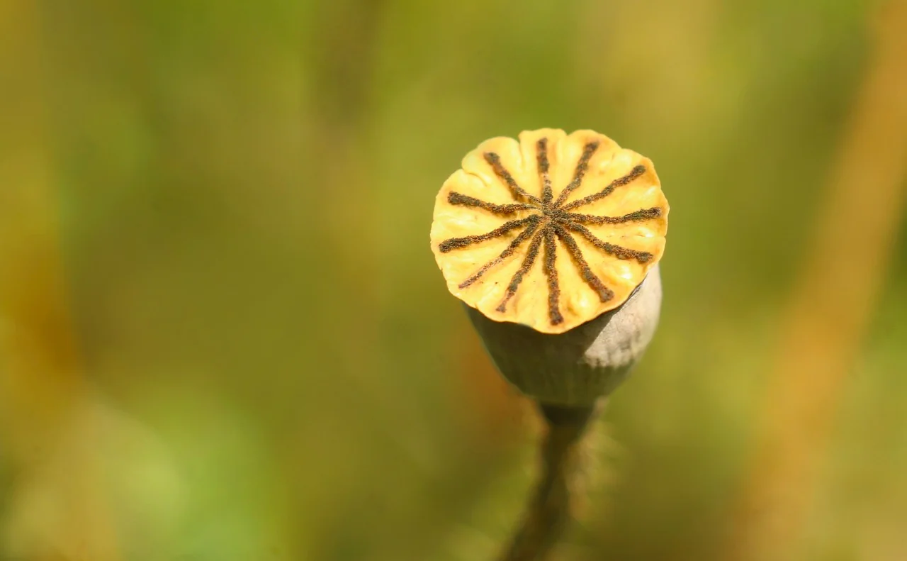 Geometrik Desen 3