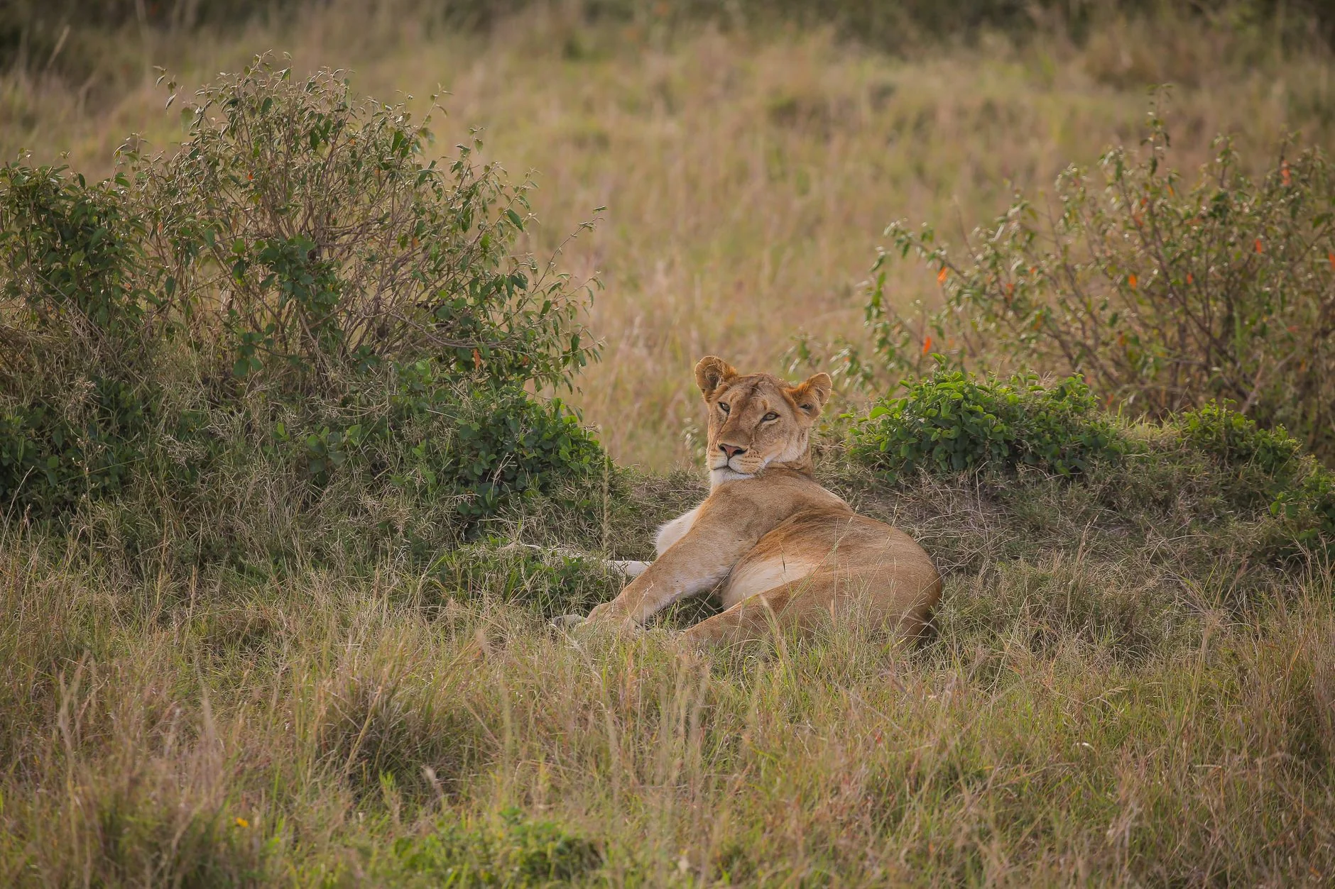 Afrika Safari 2