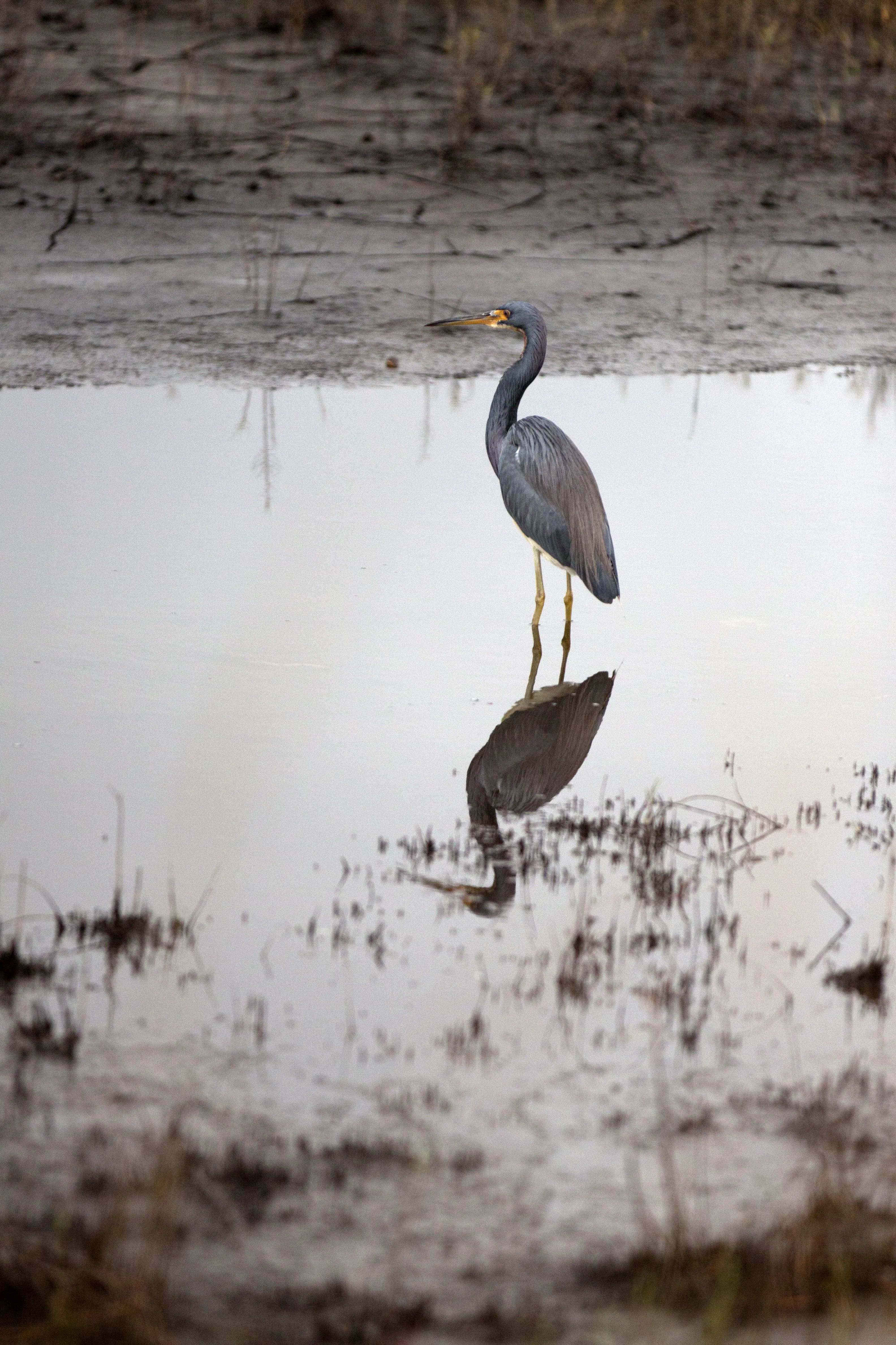 Nature Photography - Birds