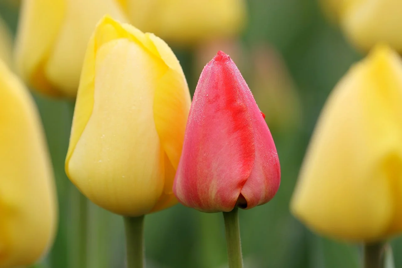 Çift Gökkuşağı 2