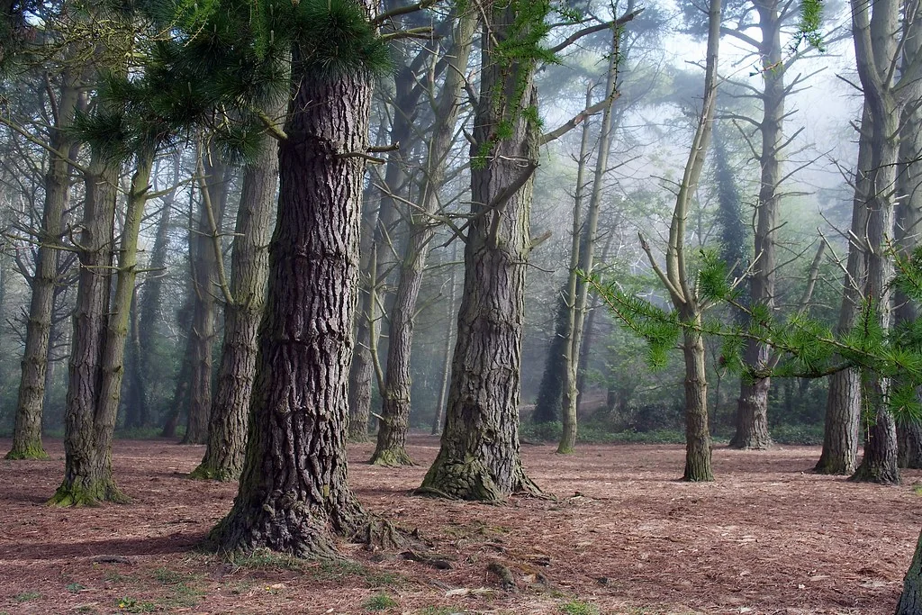 Misty Forest