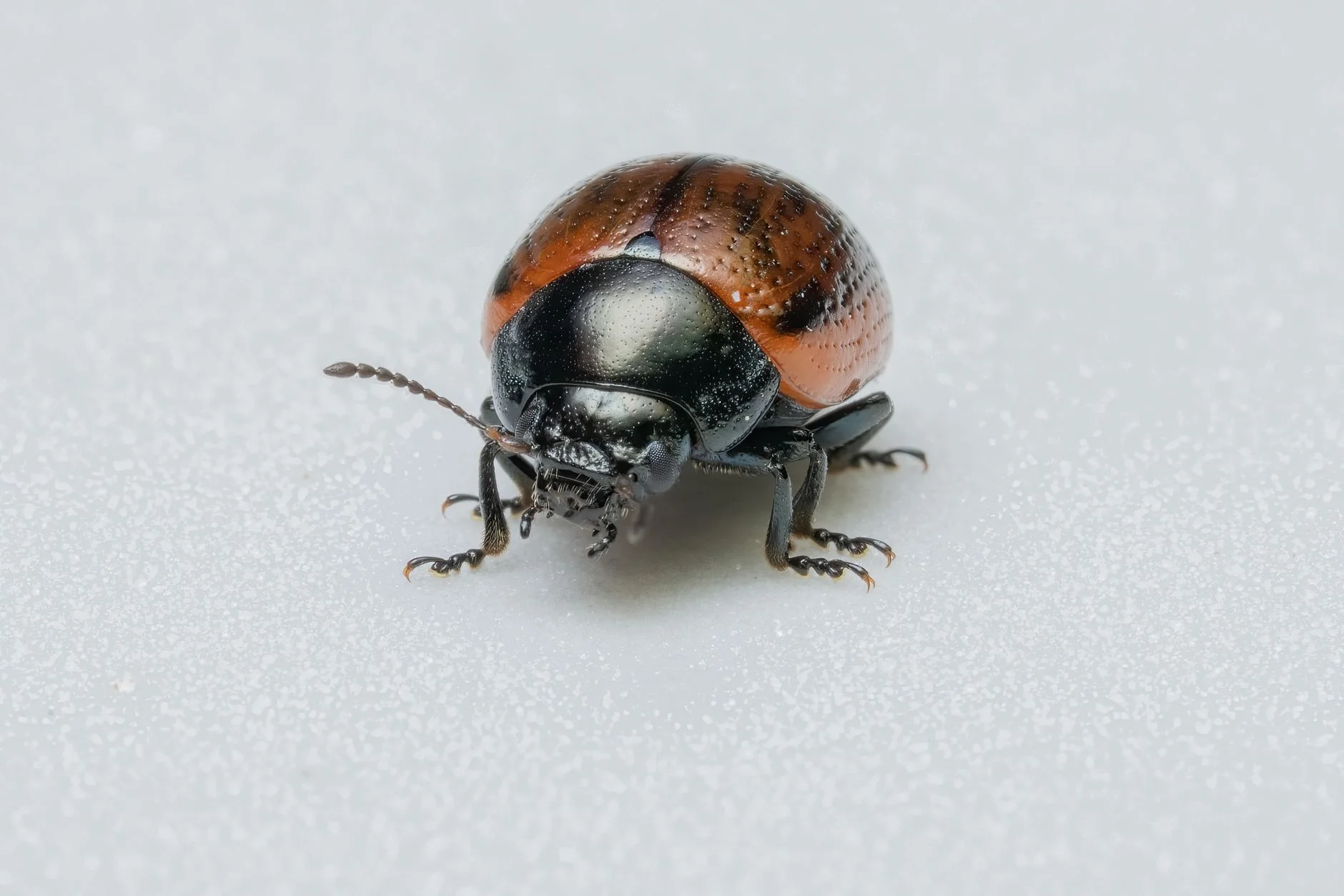 Böcek Makro