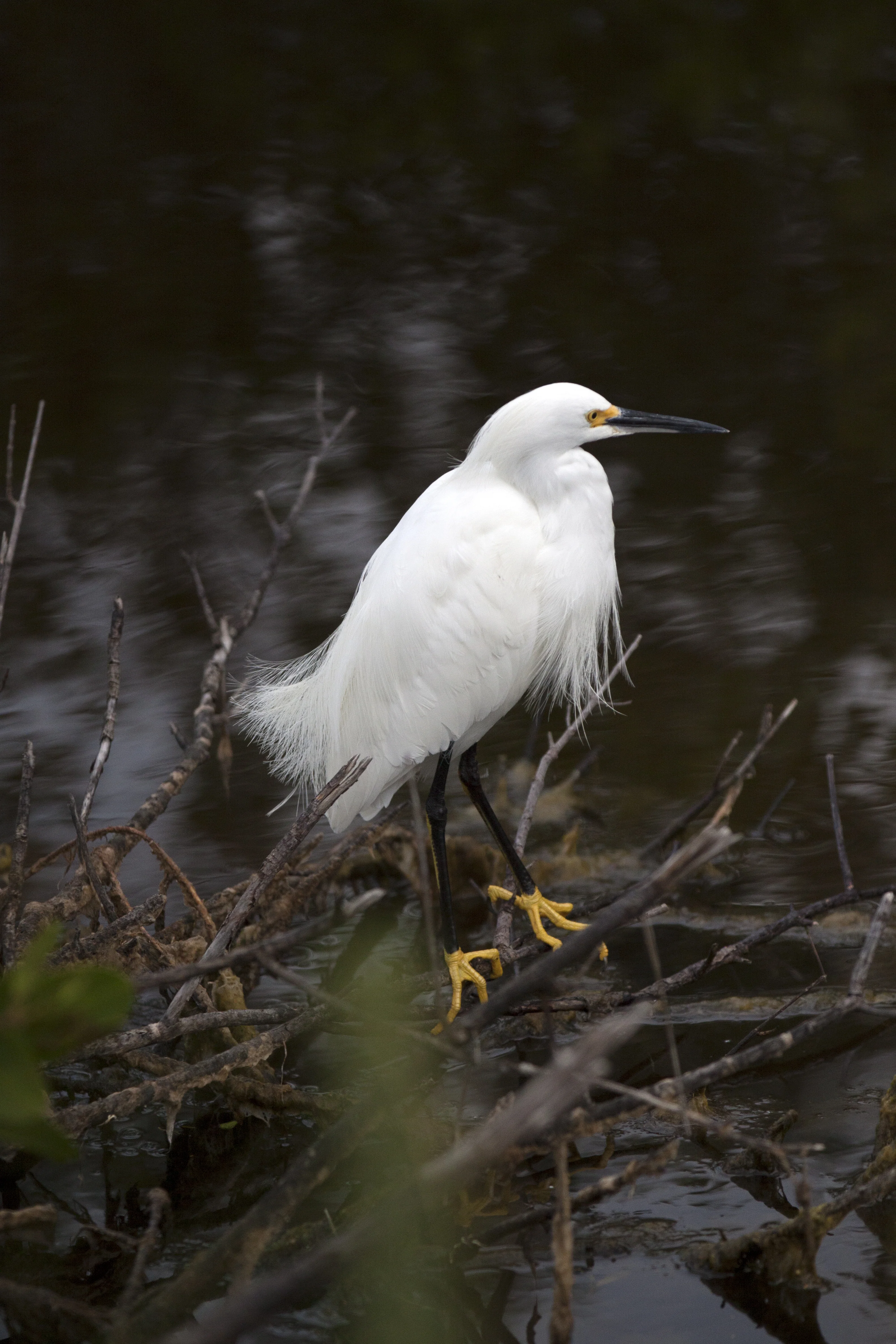 Nature Photography - Birds