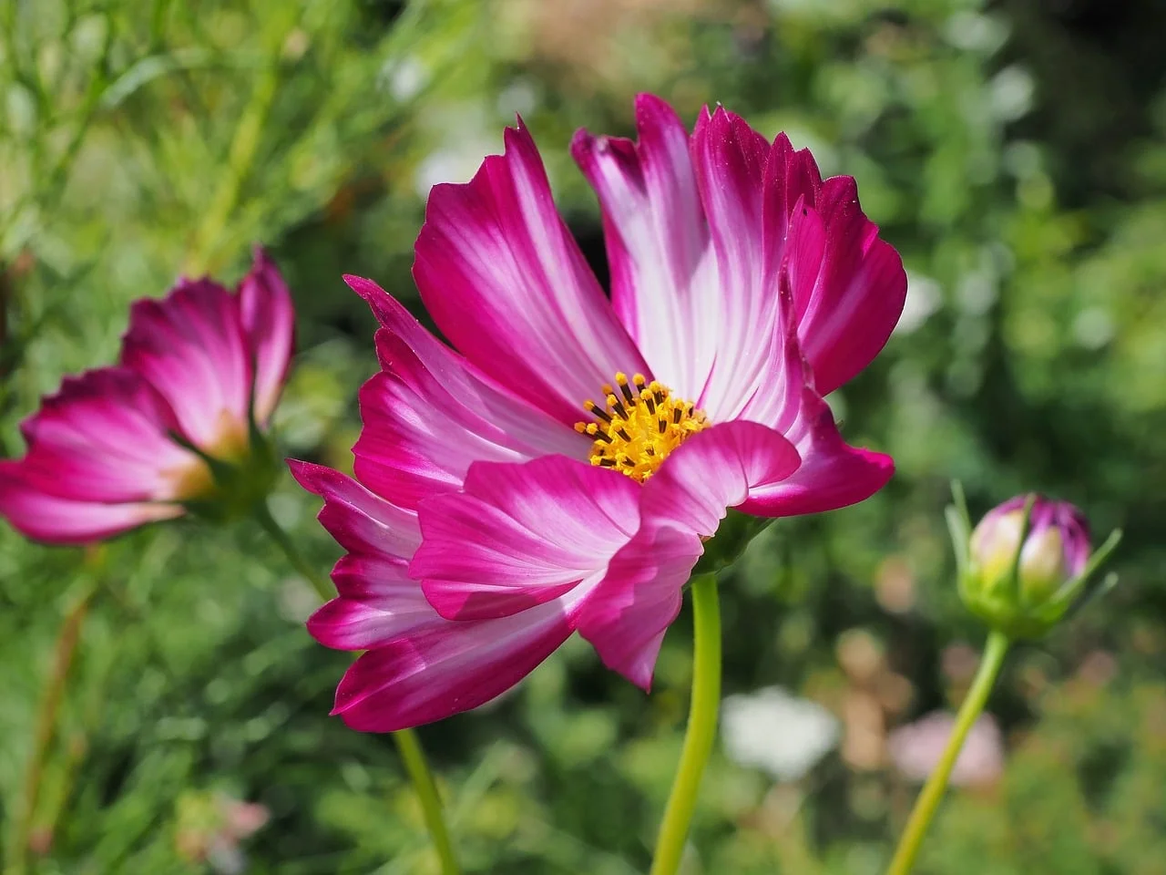Bokeh Işık
