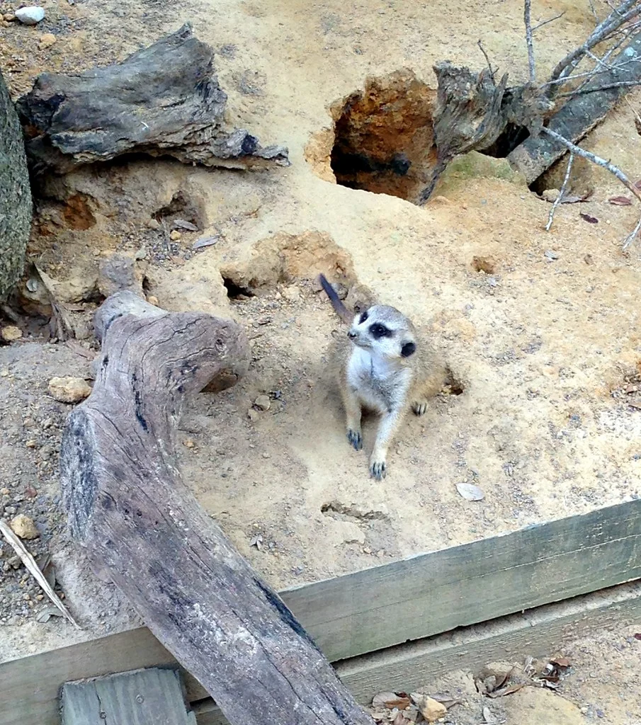 Tampa - Lowry Park Zoo - Safari Africa - Meerkat