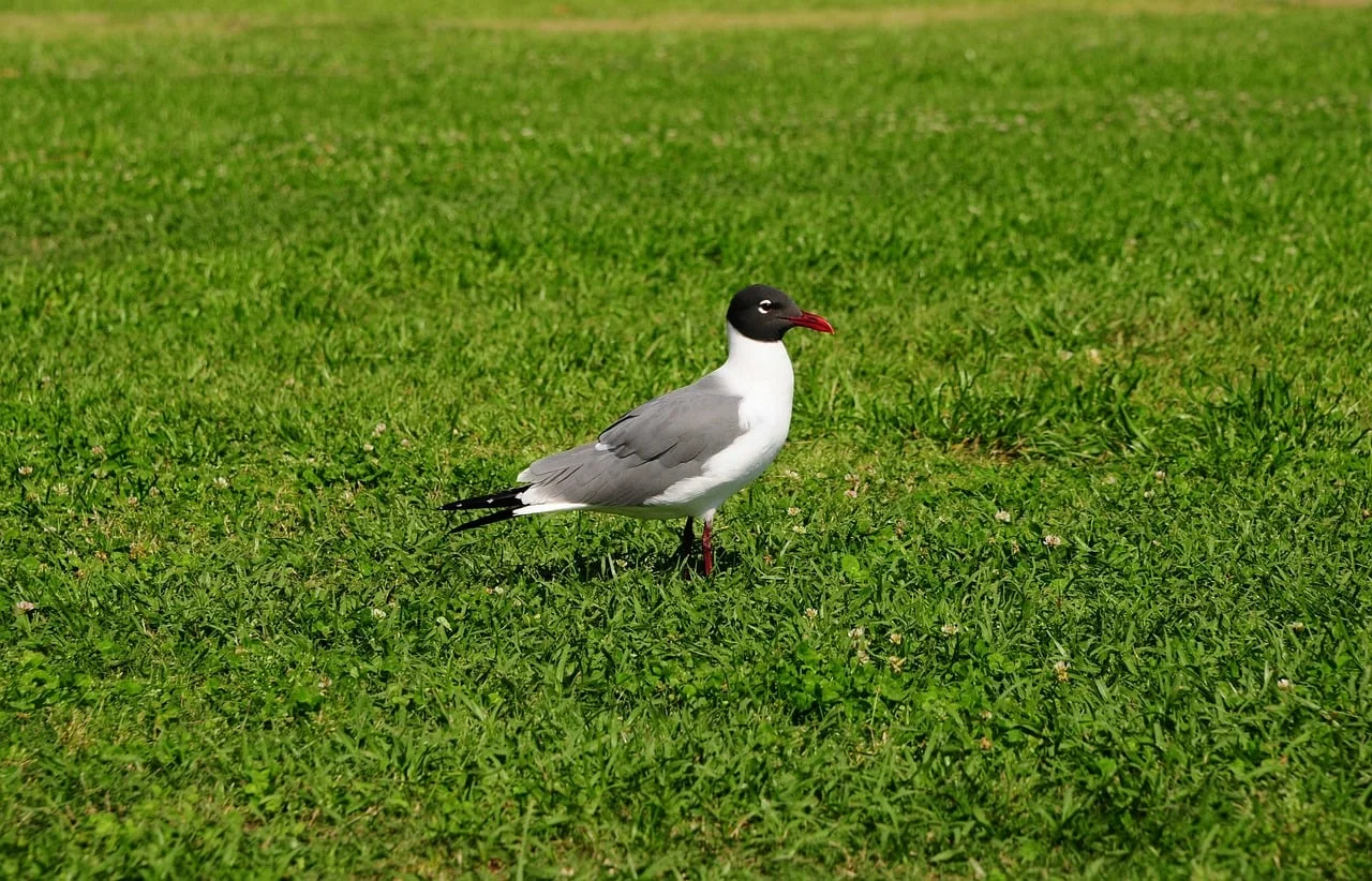 Milli Park 2