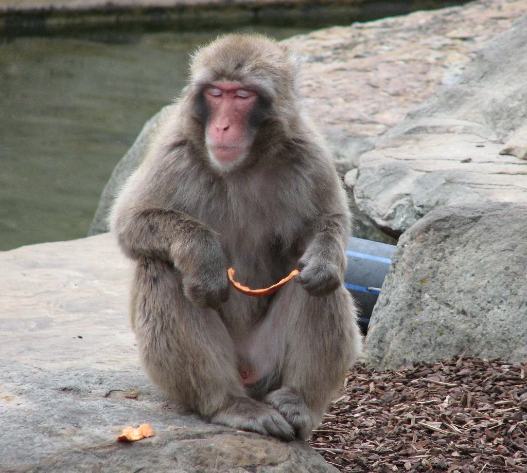 monkey
