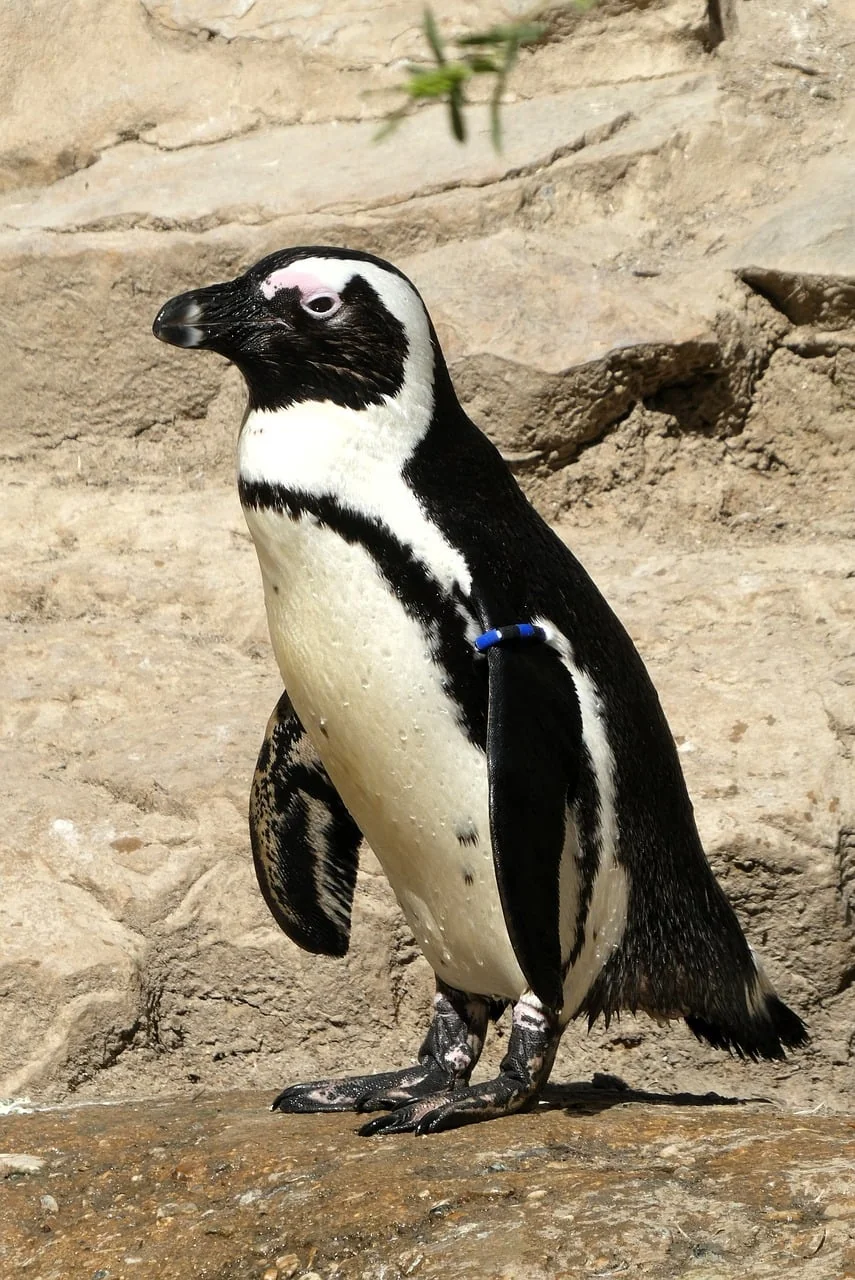 Penguen 4