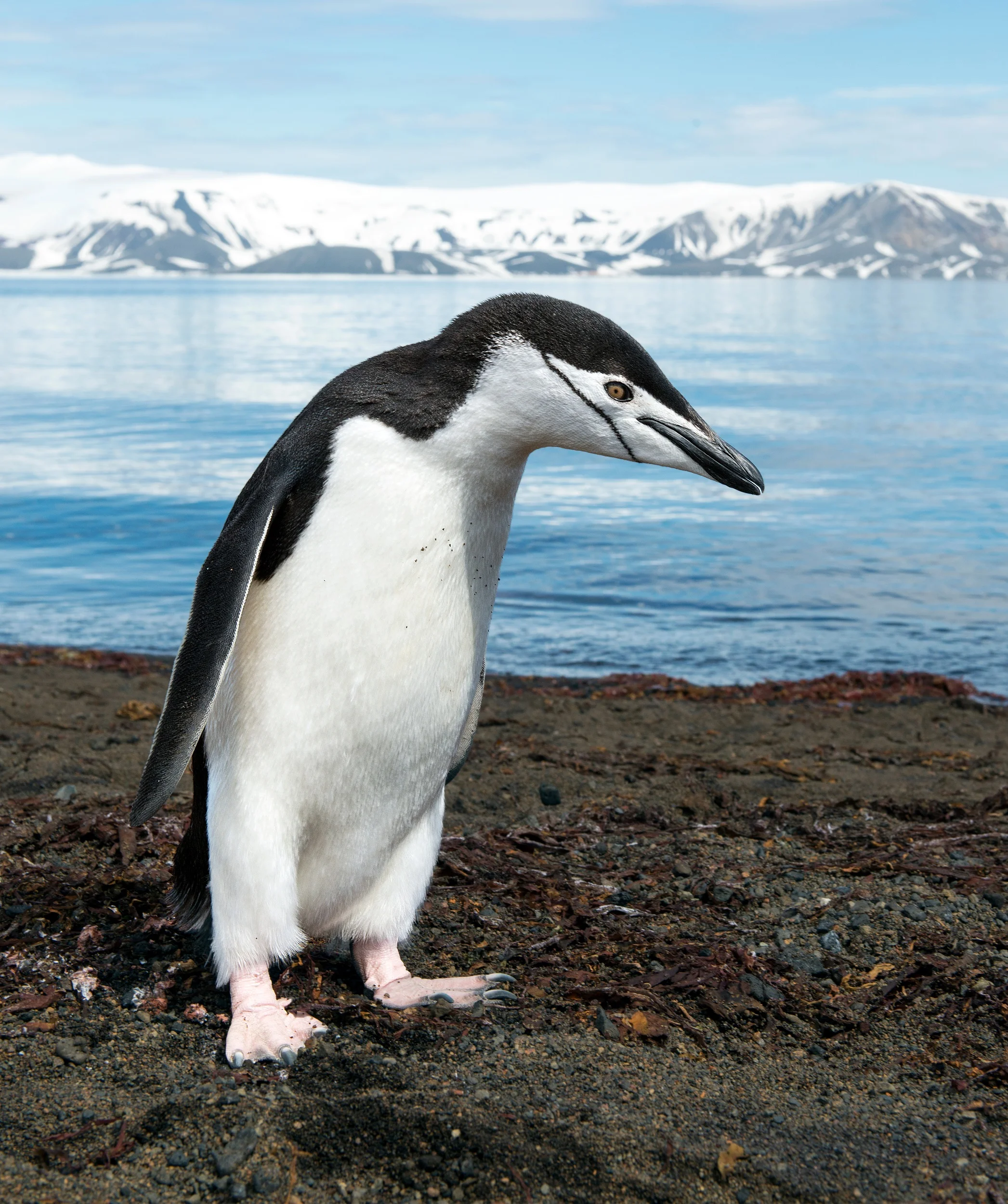 Penguen 2