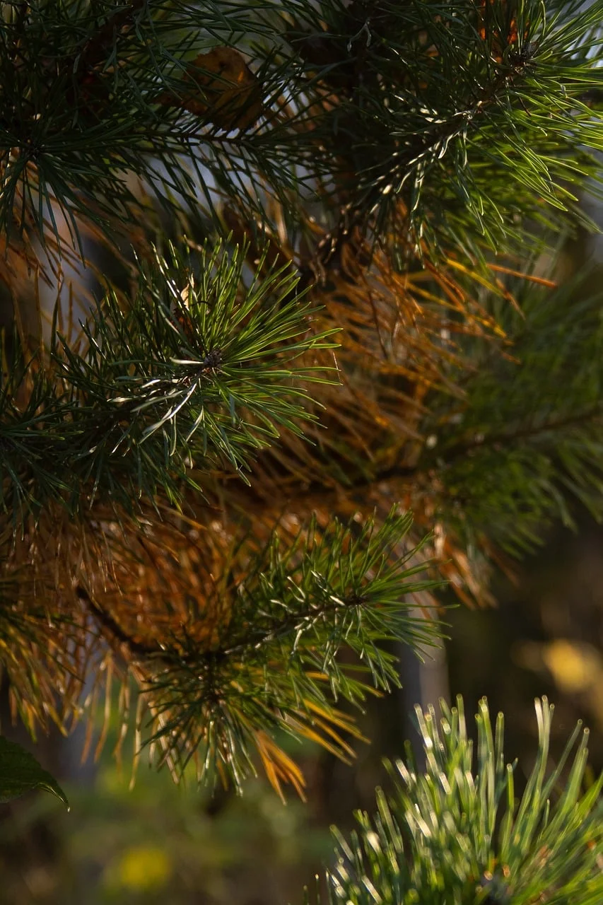 Bokeh Portre
