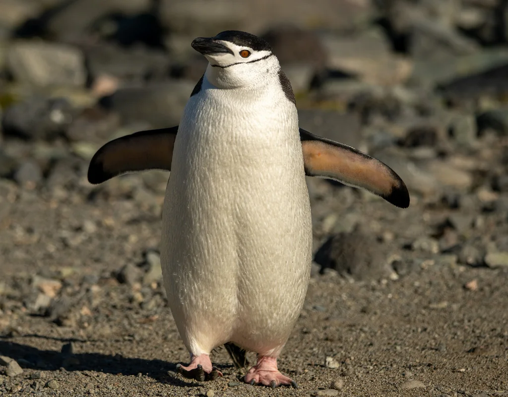 Penguen 5