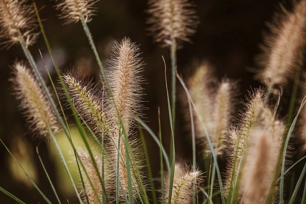 Bokeh Işık 2