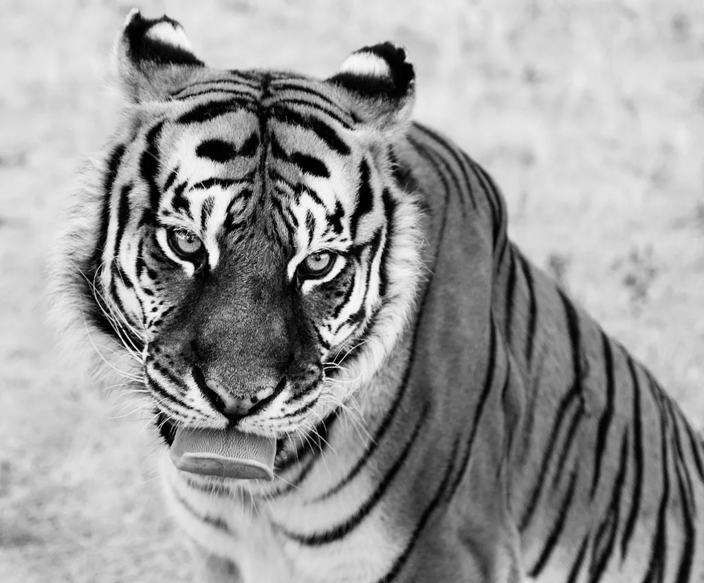 Tiger Wild Animal Sanctuary, Keenesburg