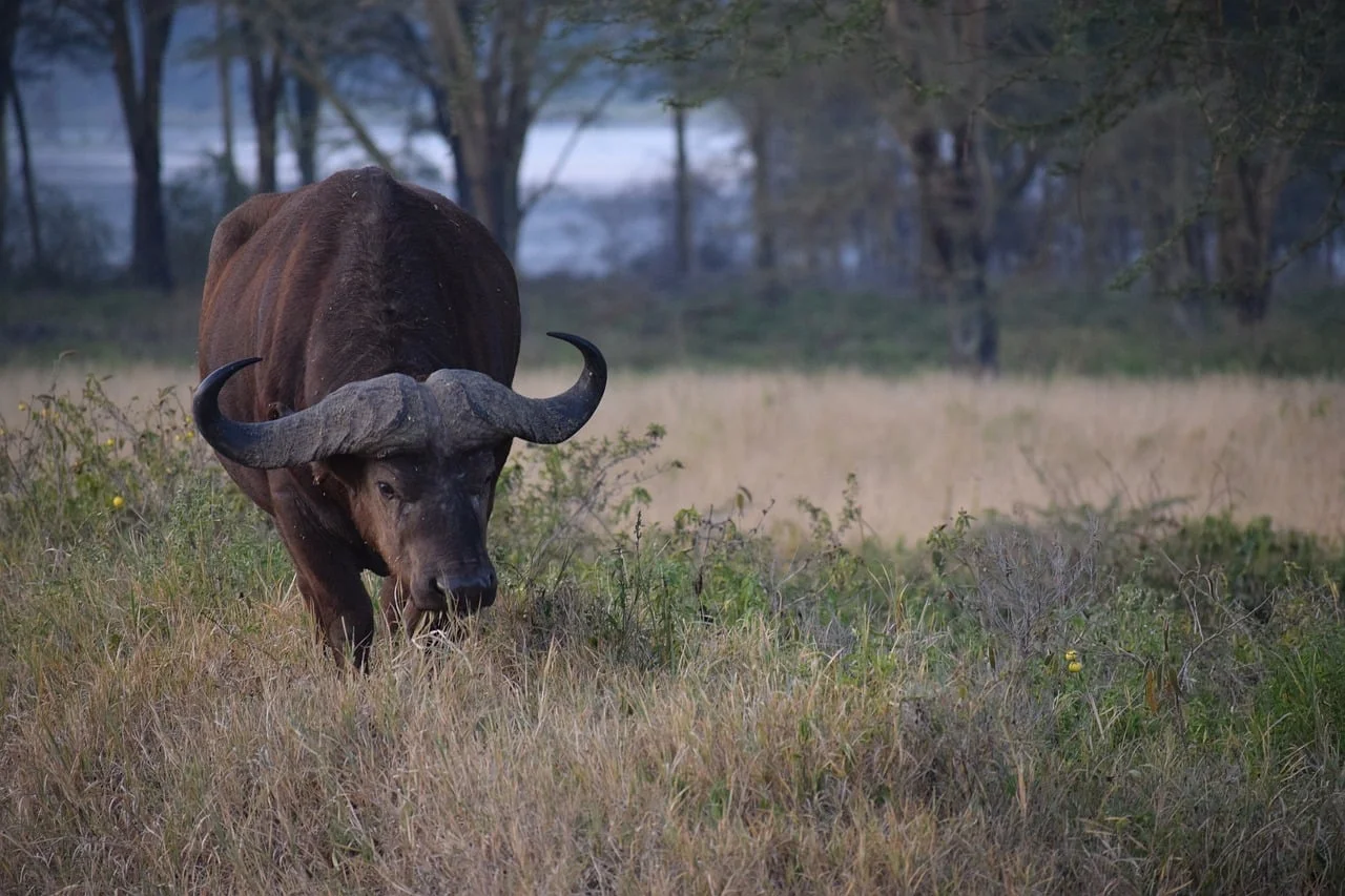Afrika Safari 3