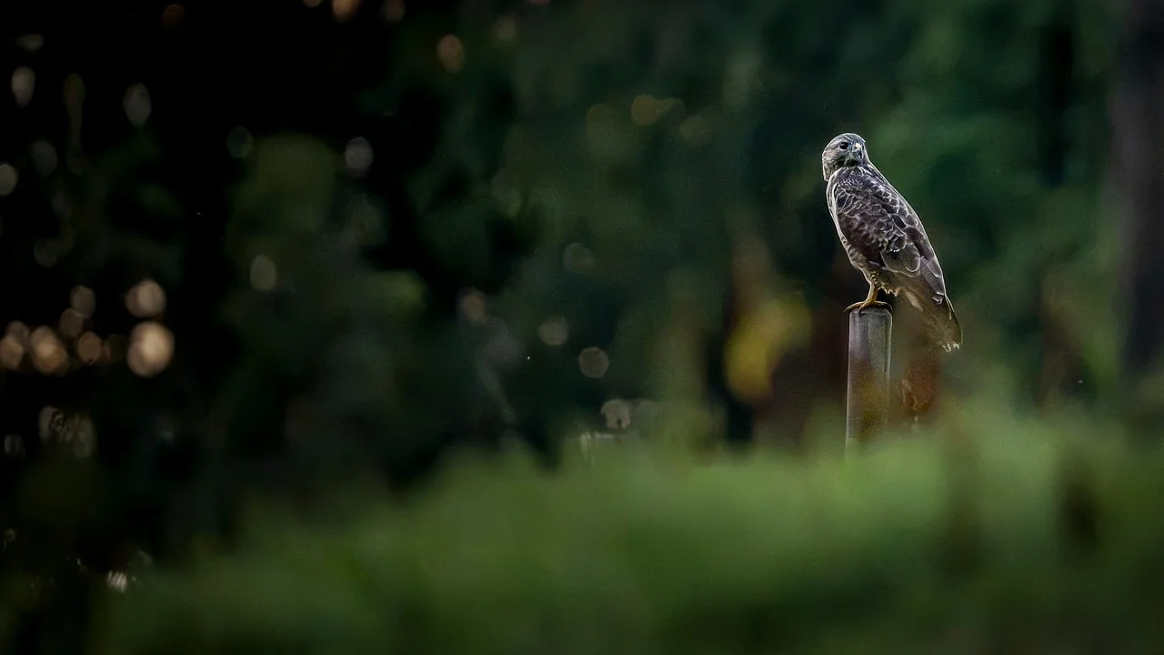 Şehir Meydanı 2