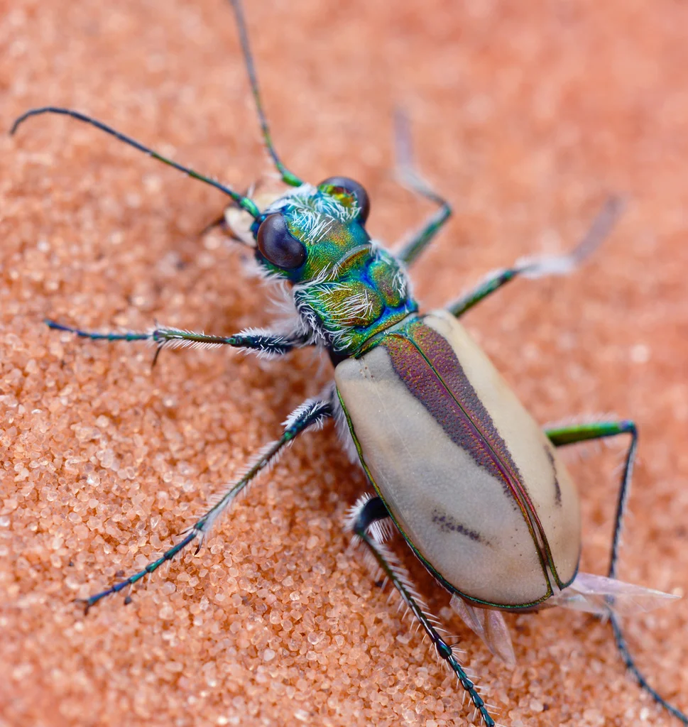 Kum Tepeleri 5