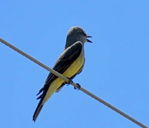 Sisli Orman