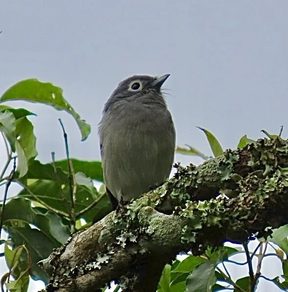 Sisli Orman