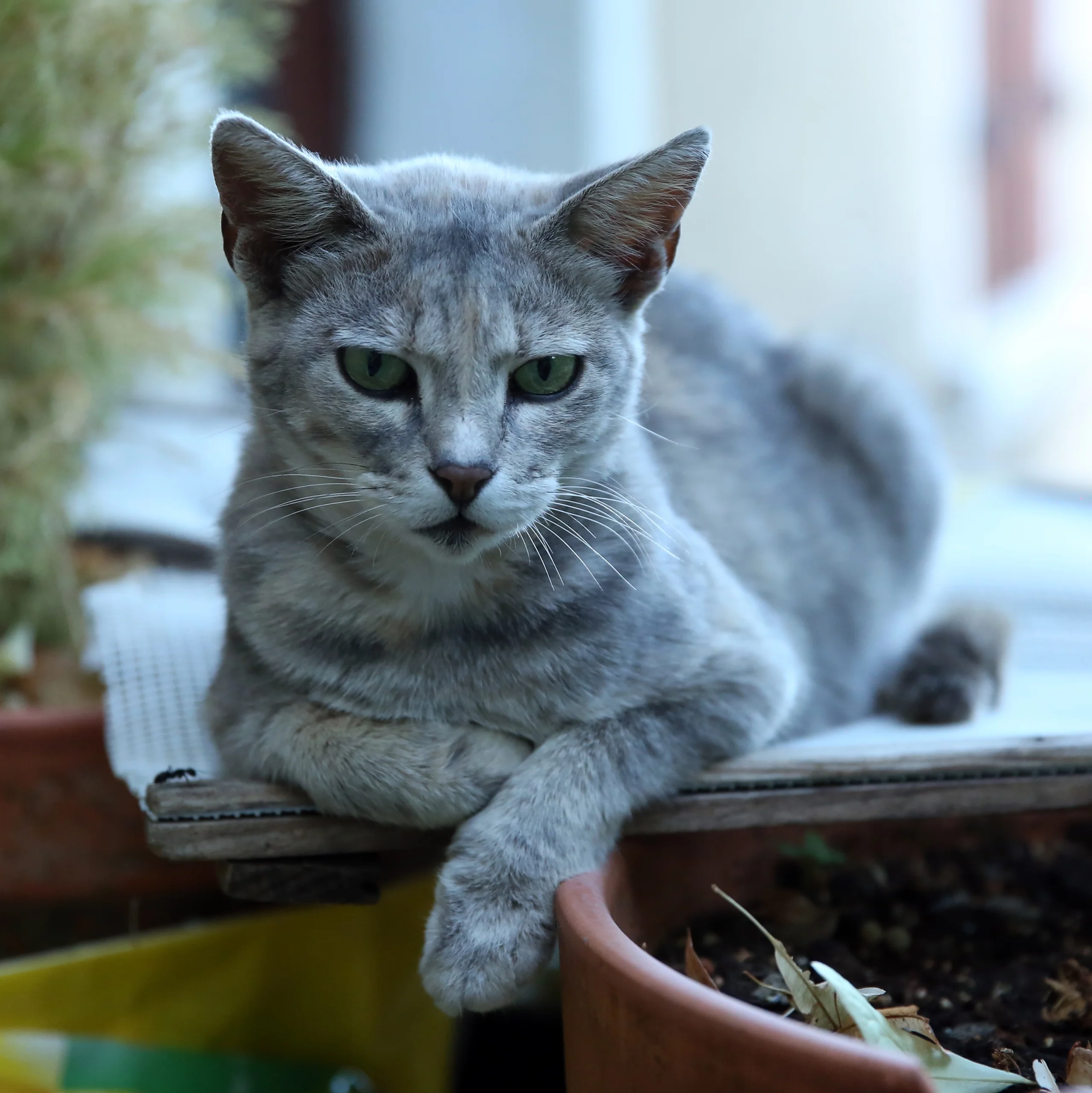 Bokeh Portre 5