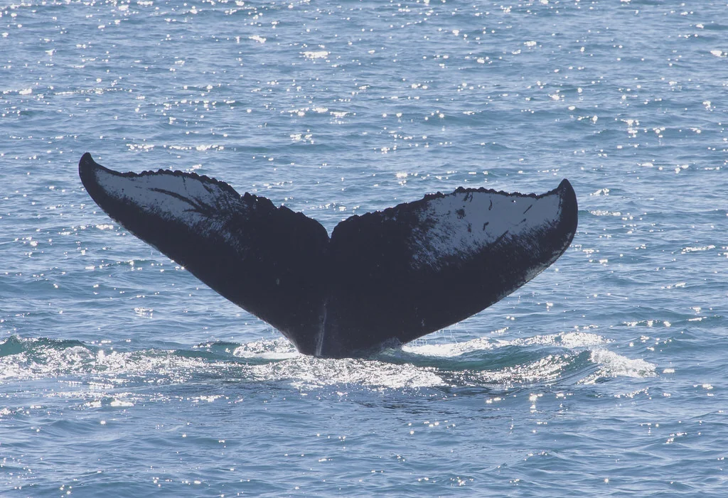 Humpback Whale (Megaptera novaeangliae) - Kenai Fjords NP Alaska