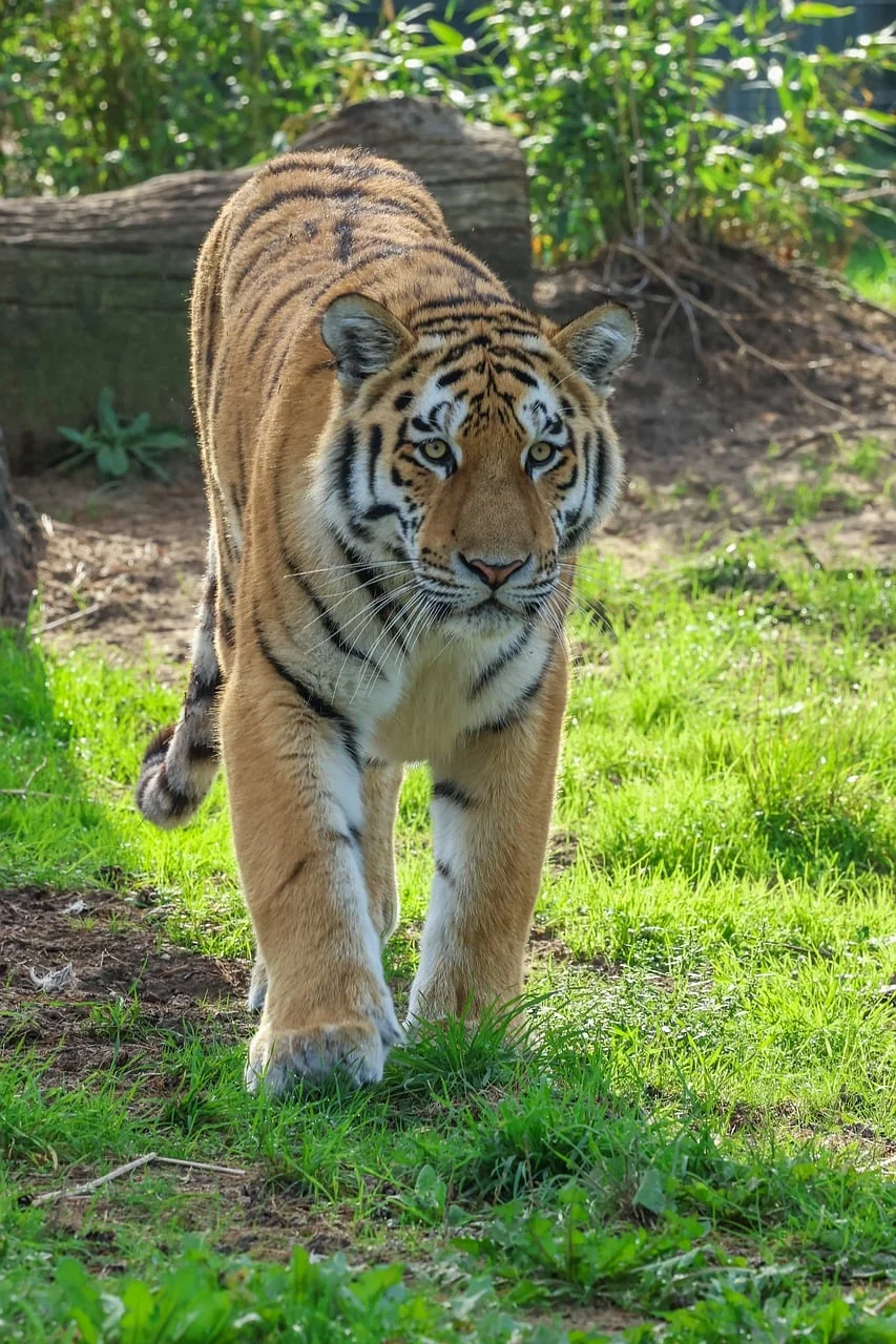 Sörf 5