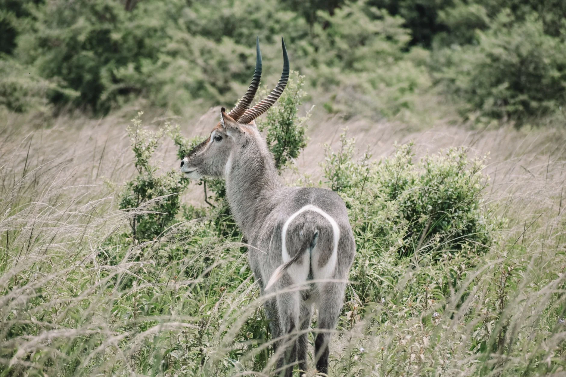 Afrika Safari 3