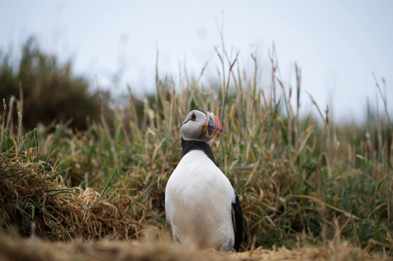 Okyanus Canlıları