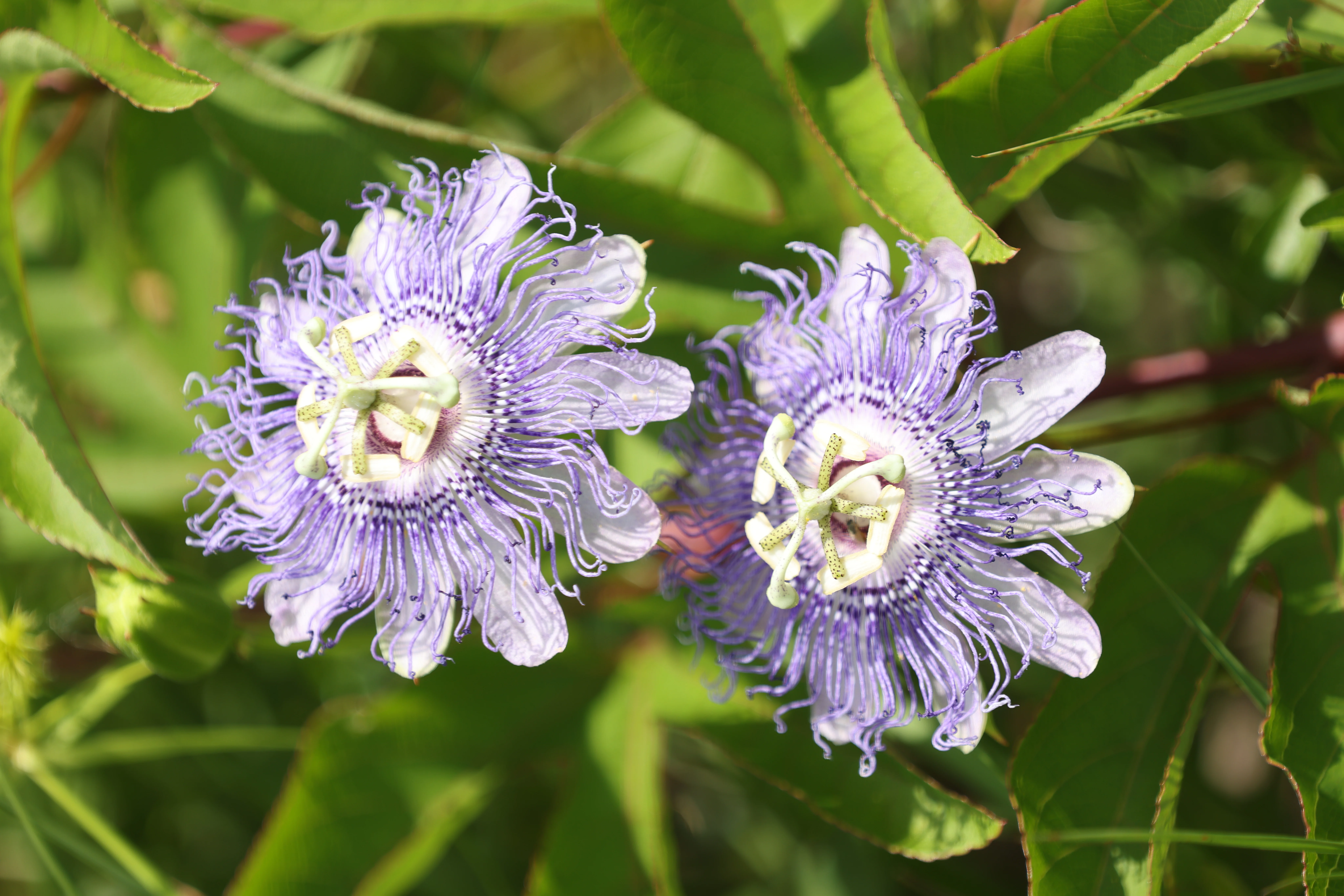 What's Blooming at KSC
