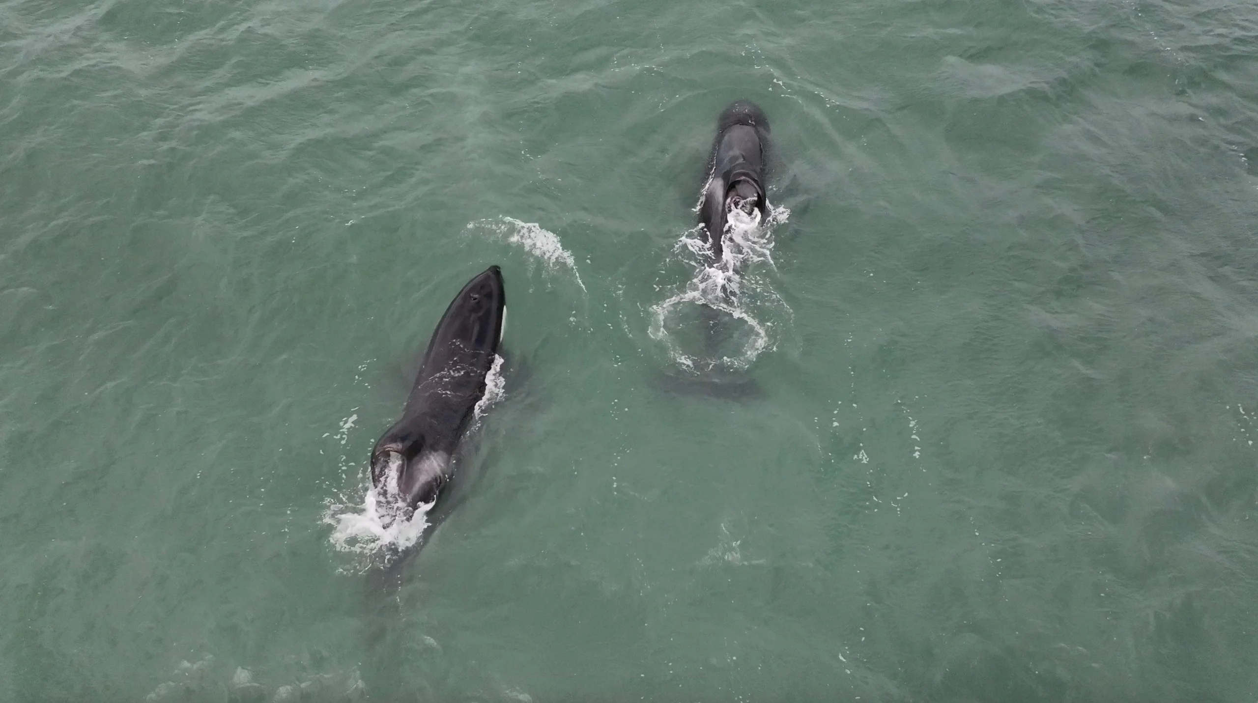 Port & Starbord in Mossel Bay - July 2024 - by White Shark Ocean