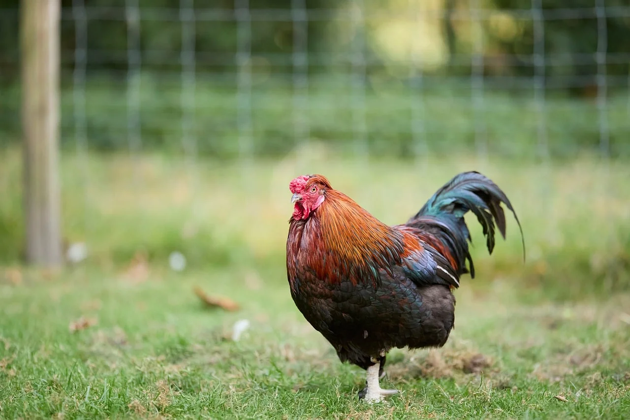 Renkli Baharatlar 2