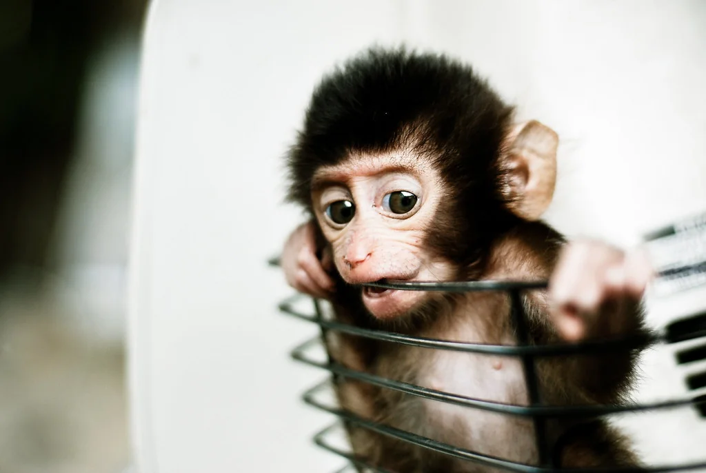 Baby Monkey in a Basket