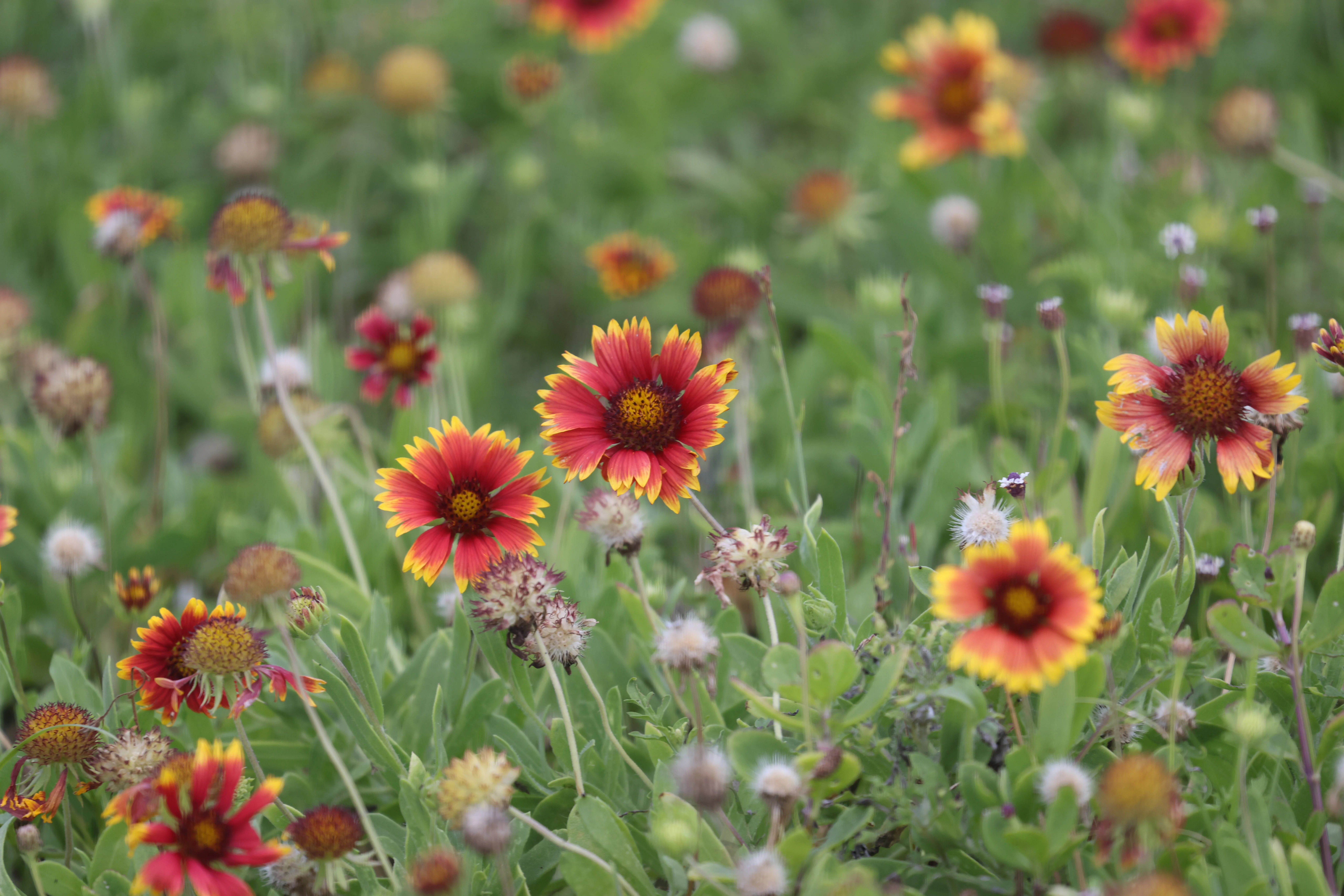 What's Blooming at KSC