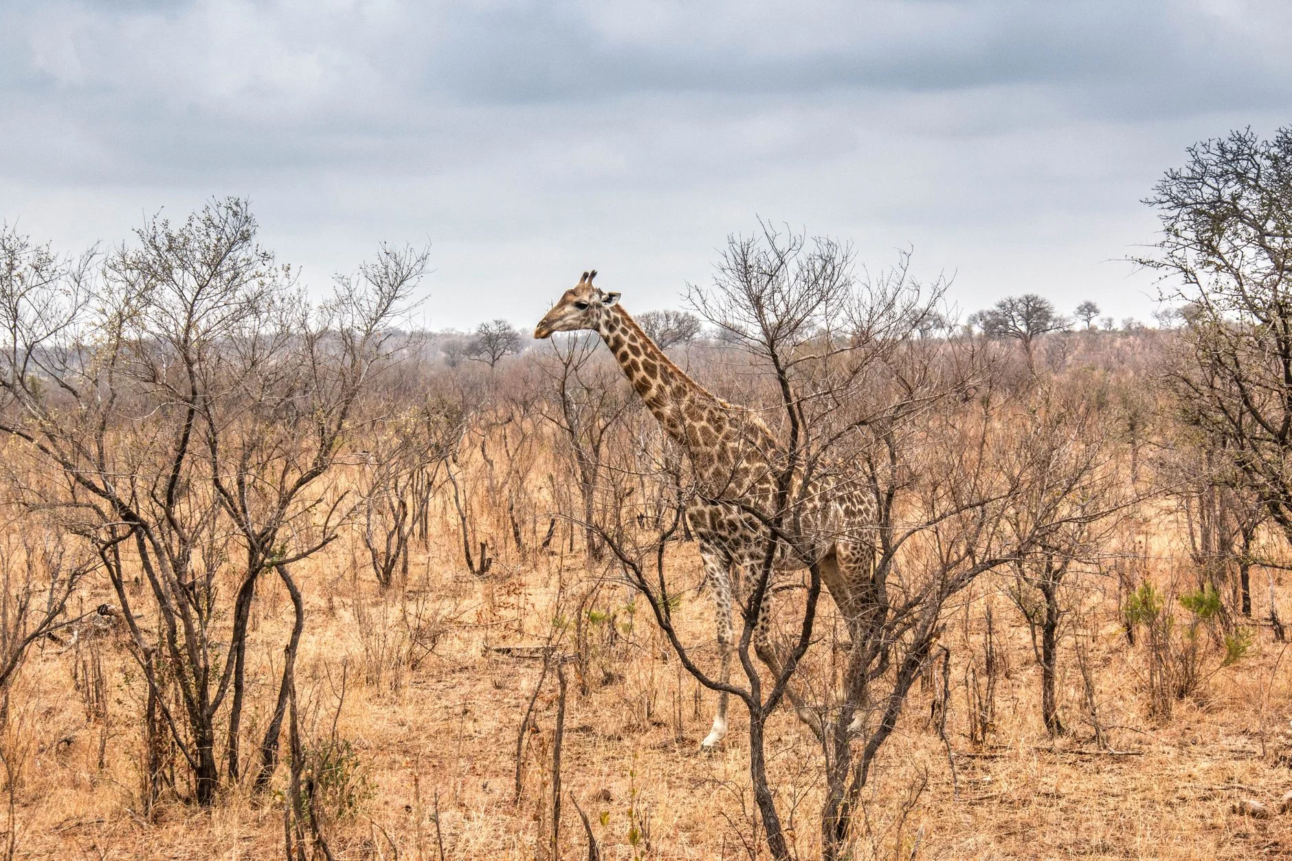 Afrika Safari 4