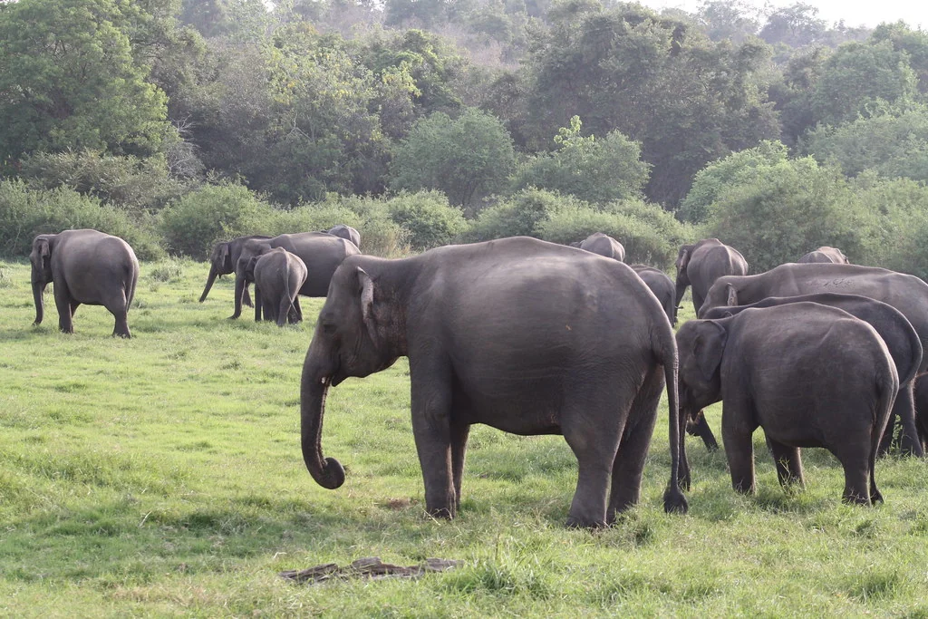 Elephant herd